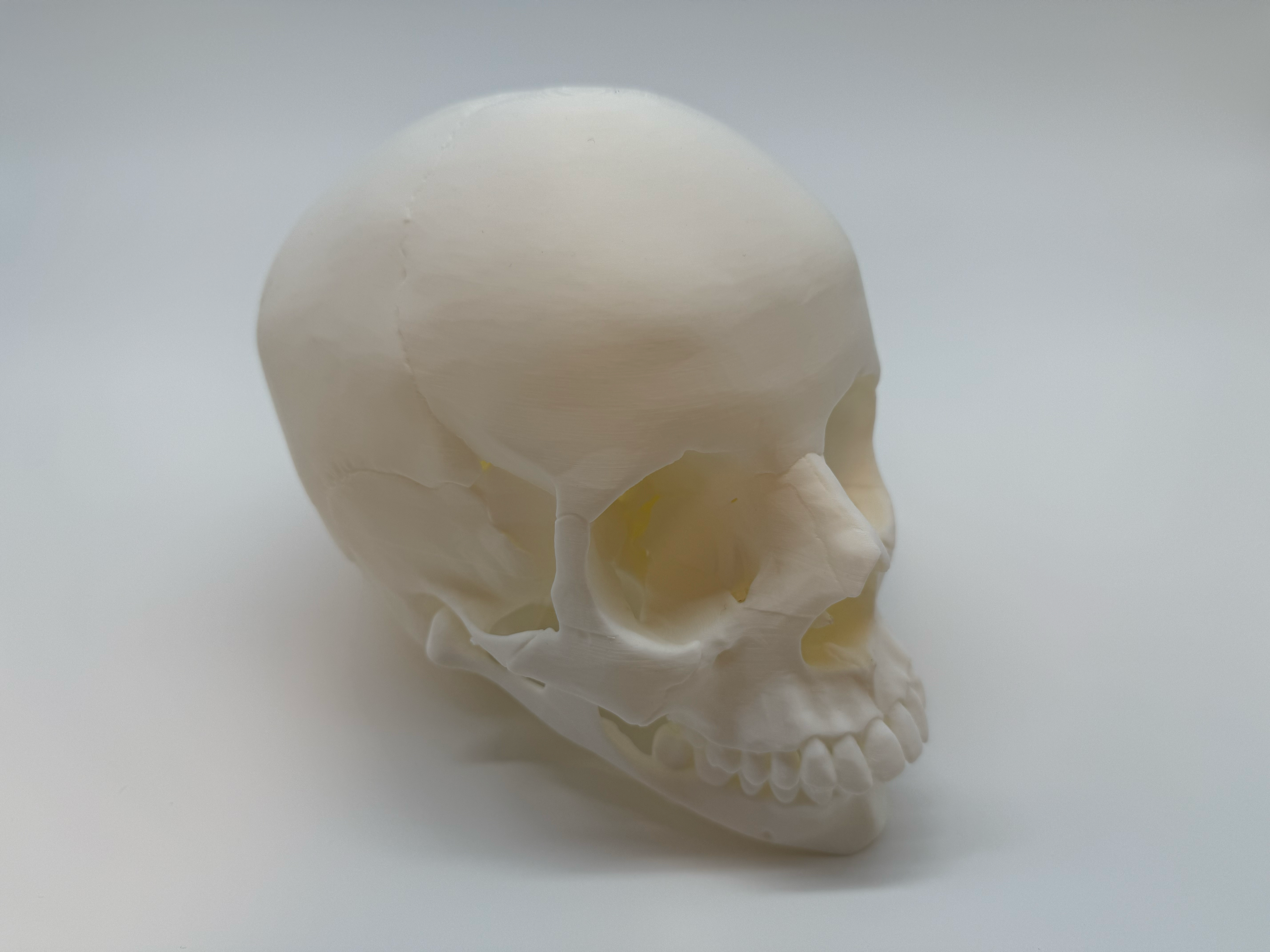 Menselijke Schedel Op Ware Grootte - Premium Quality