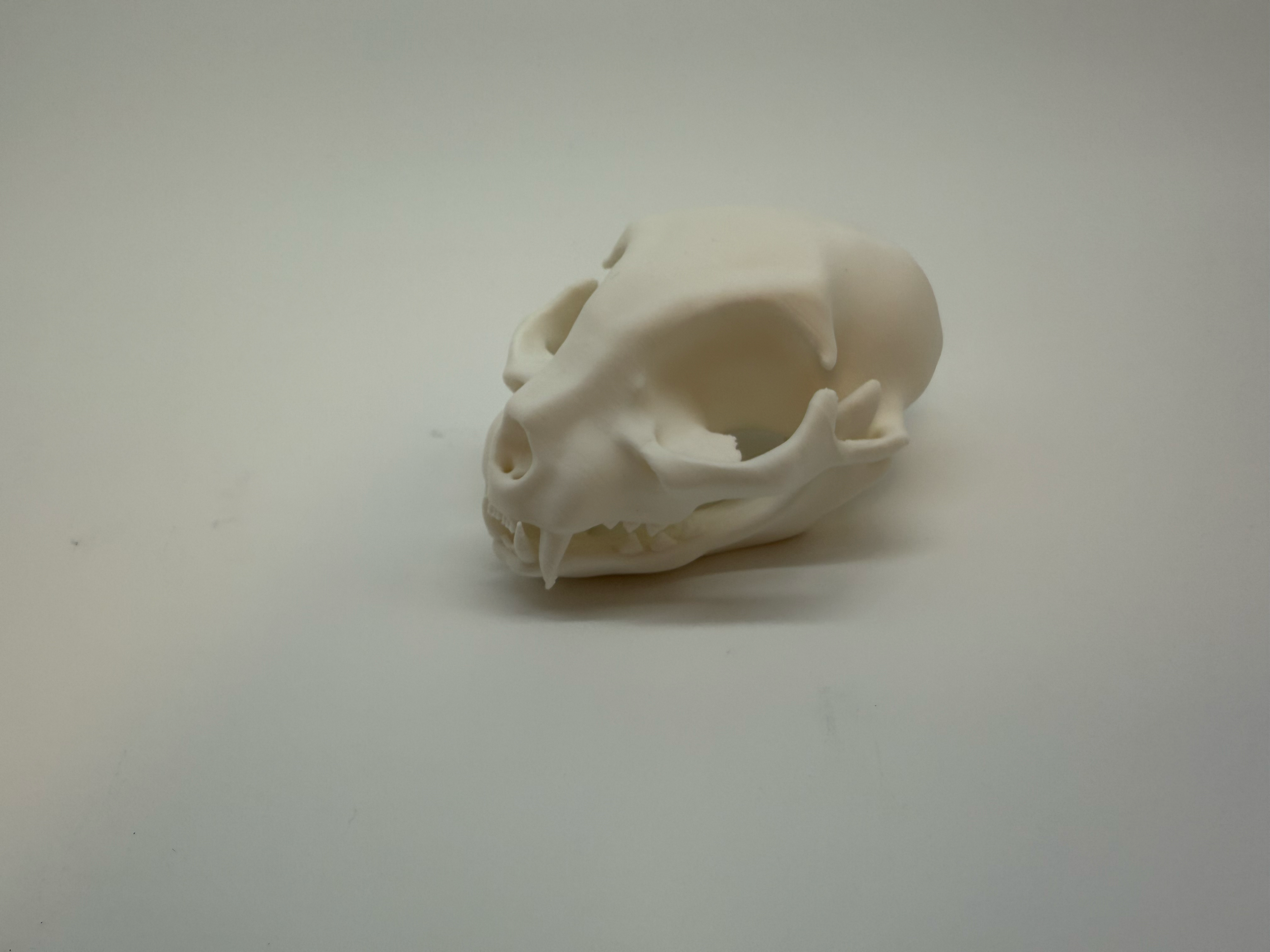 Cat Skull - Premium Quality
