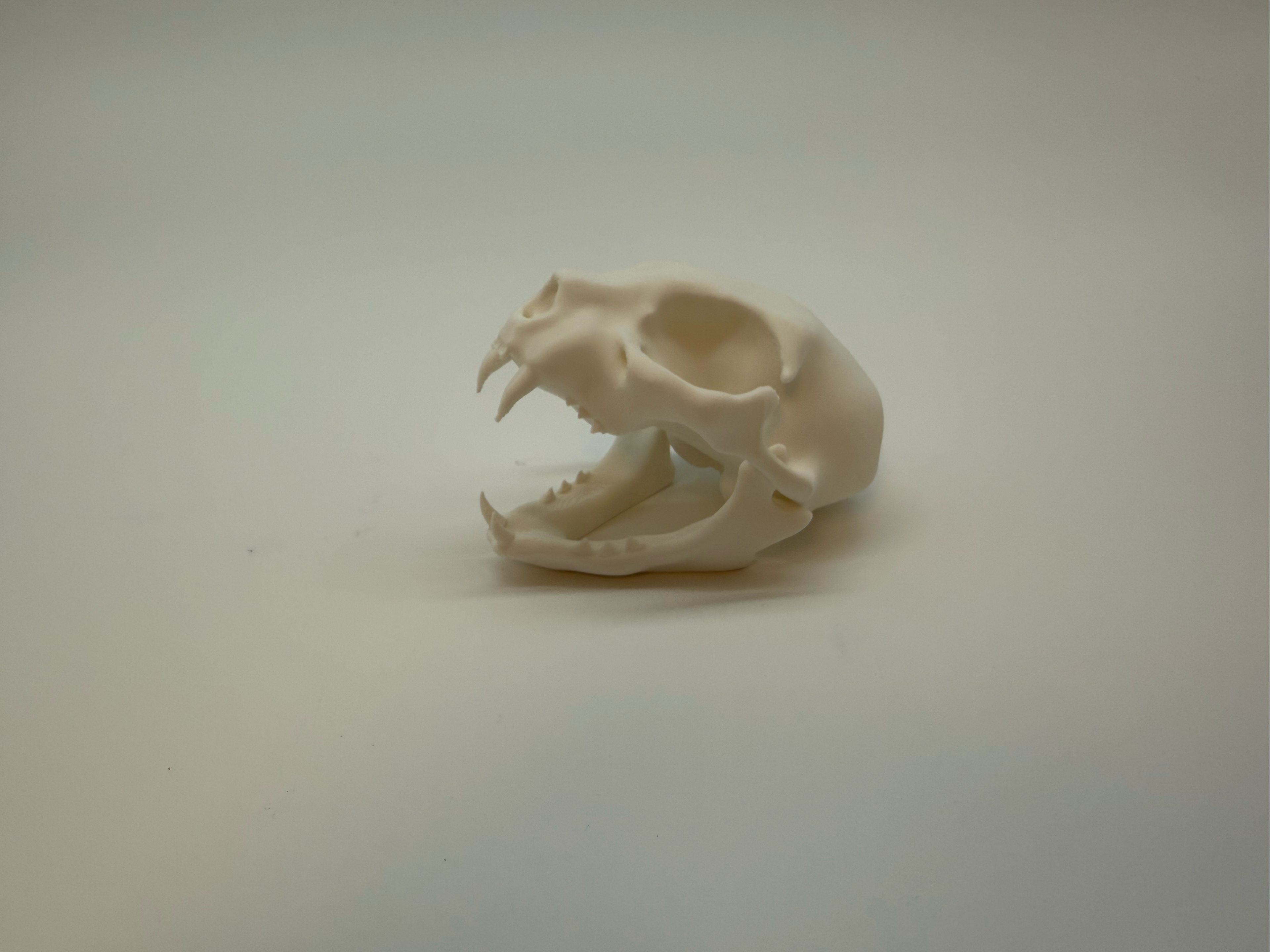 Cat Skull - Premium Quality
