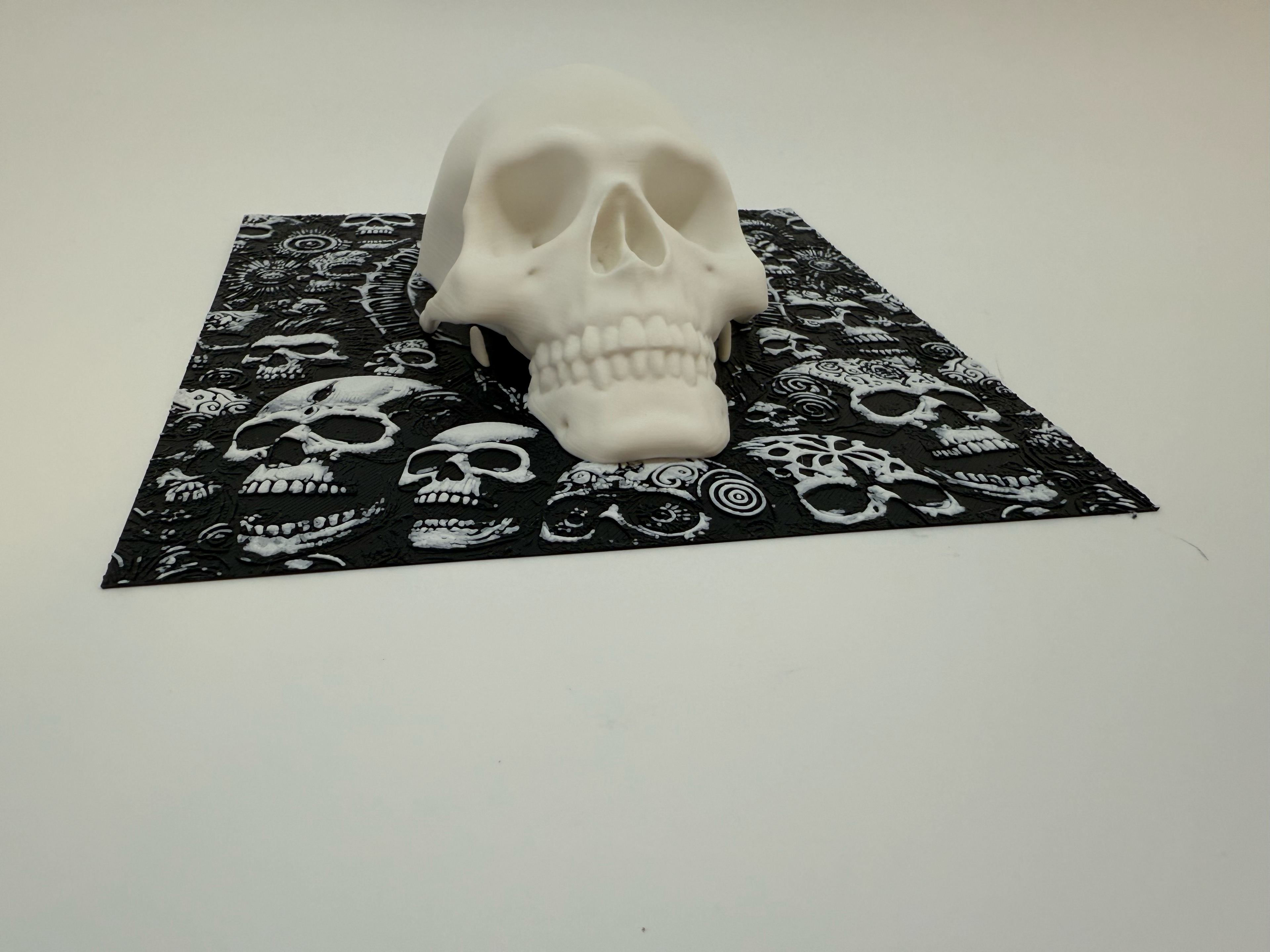 Human Skull With Background - Premium Quality