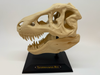 3D T-Rex schedel