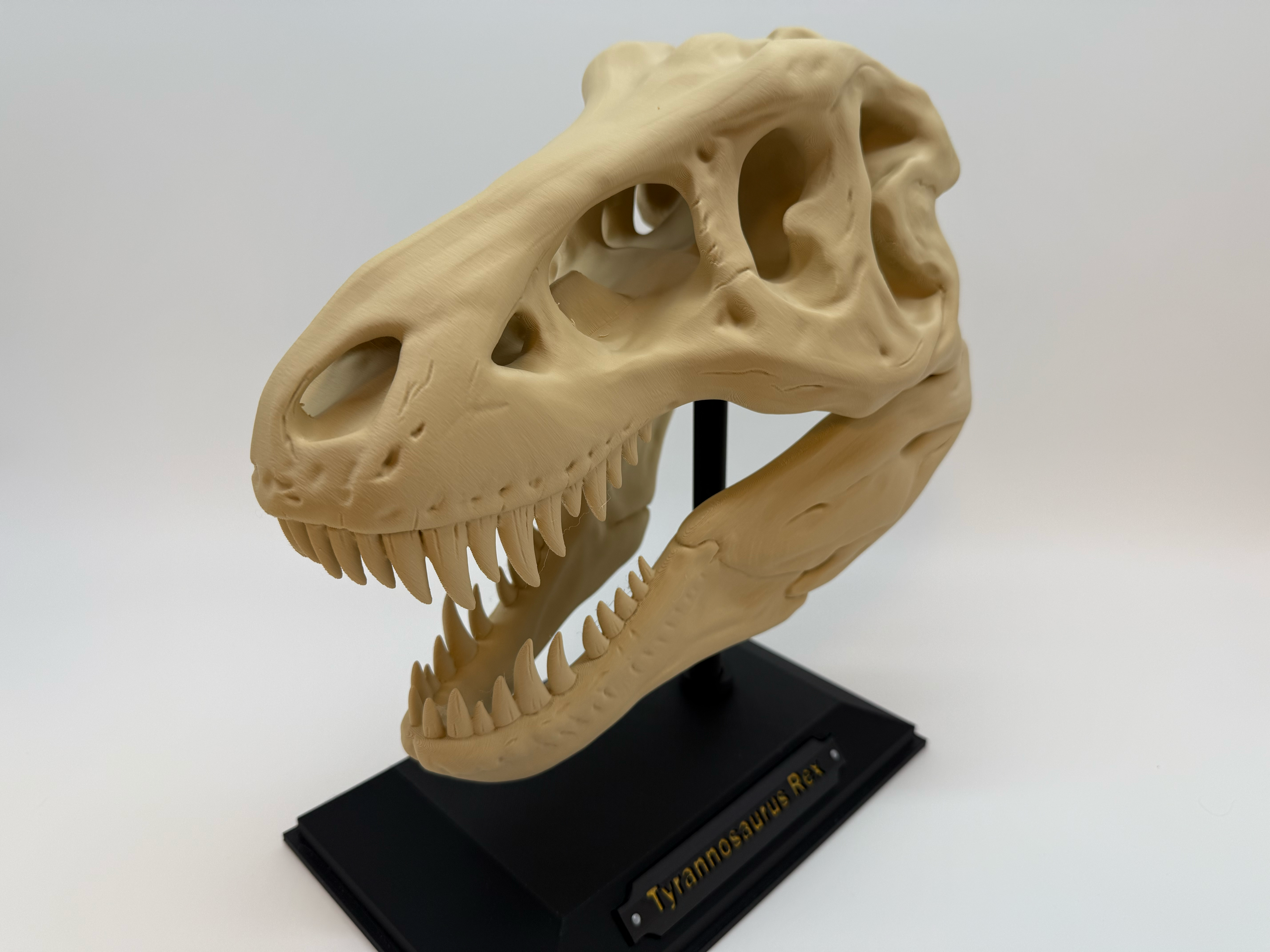 T-Rex schedel - Premium Quality