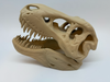 3D T-Rex schedel