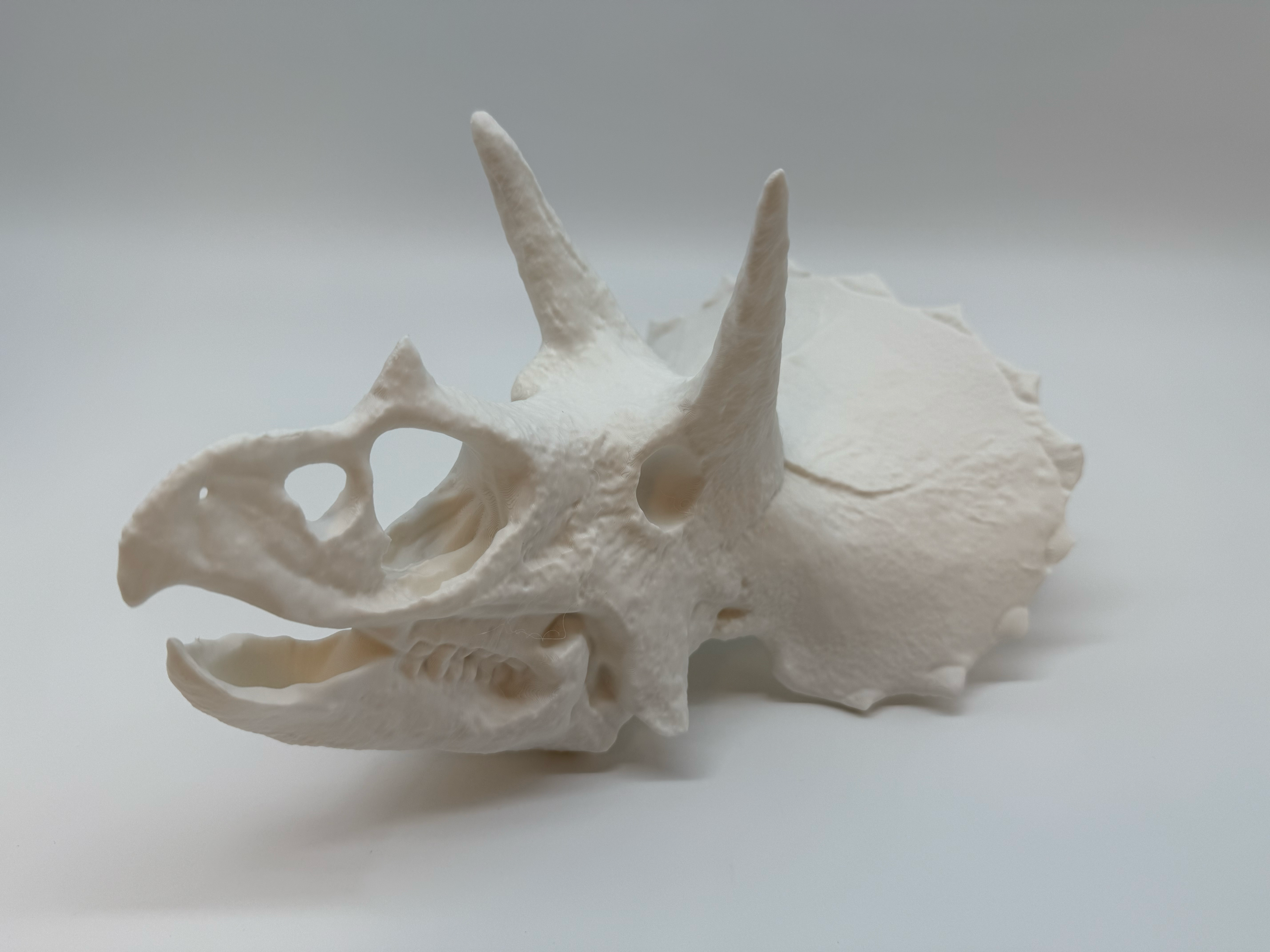 Triceratops Skull - Premium Quality