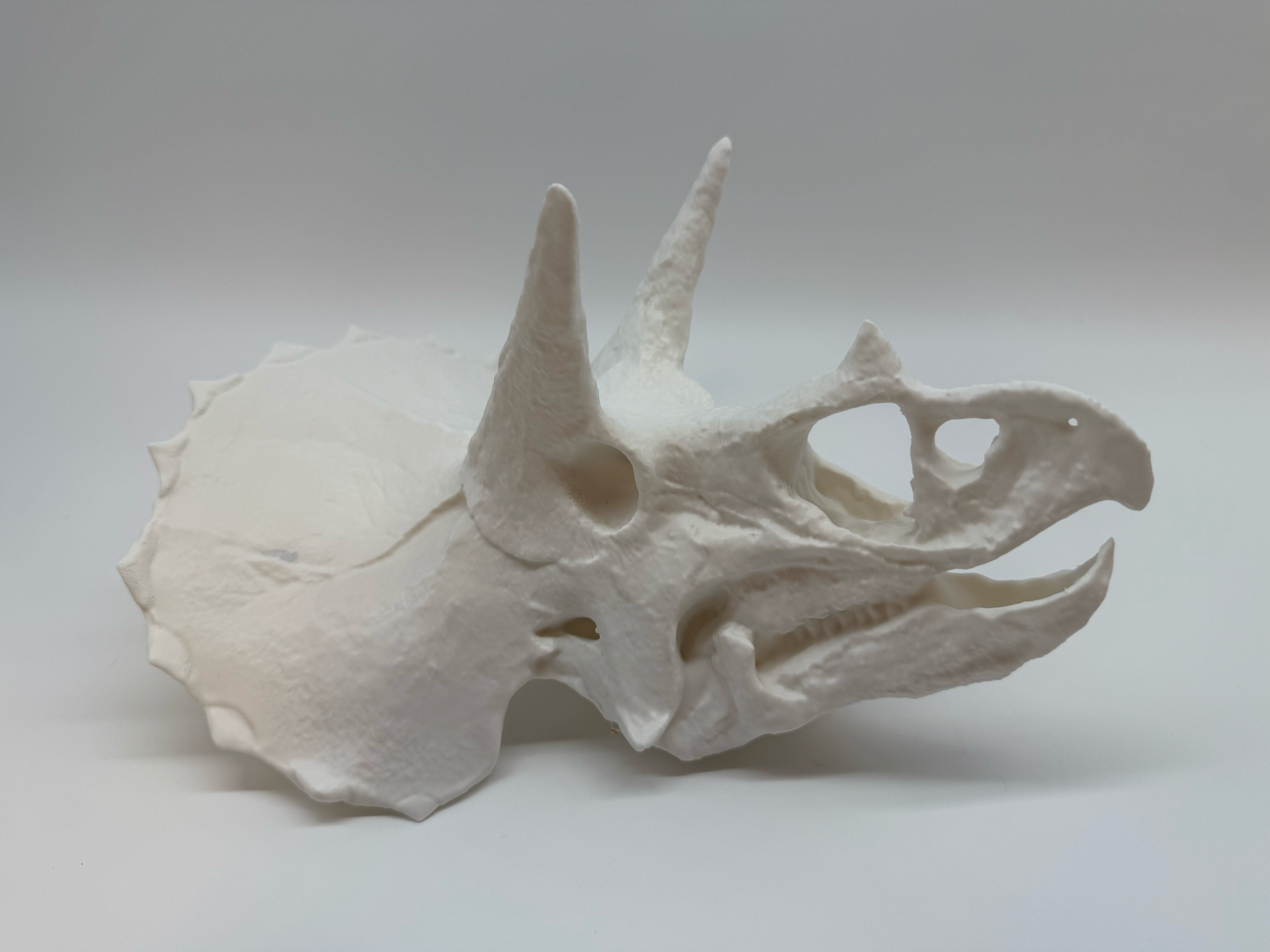 Triceratops Skull - Premium Quality