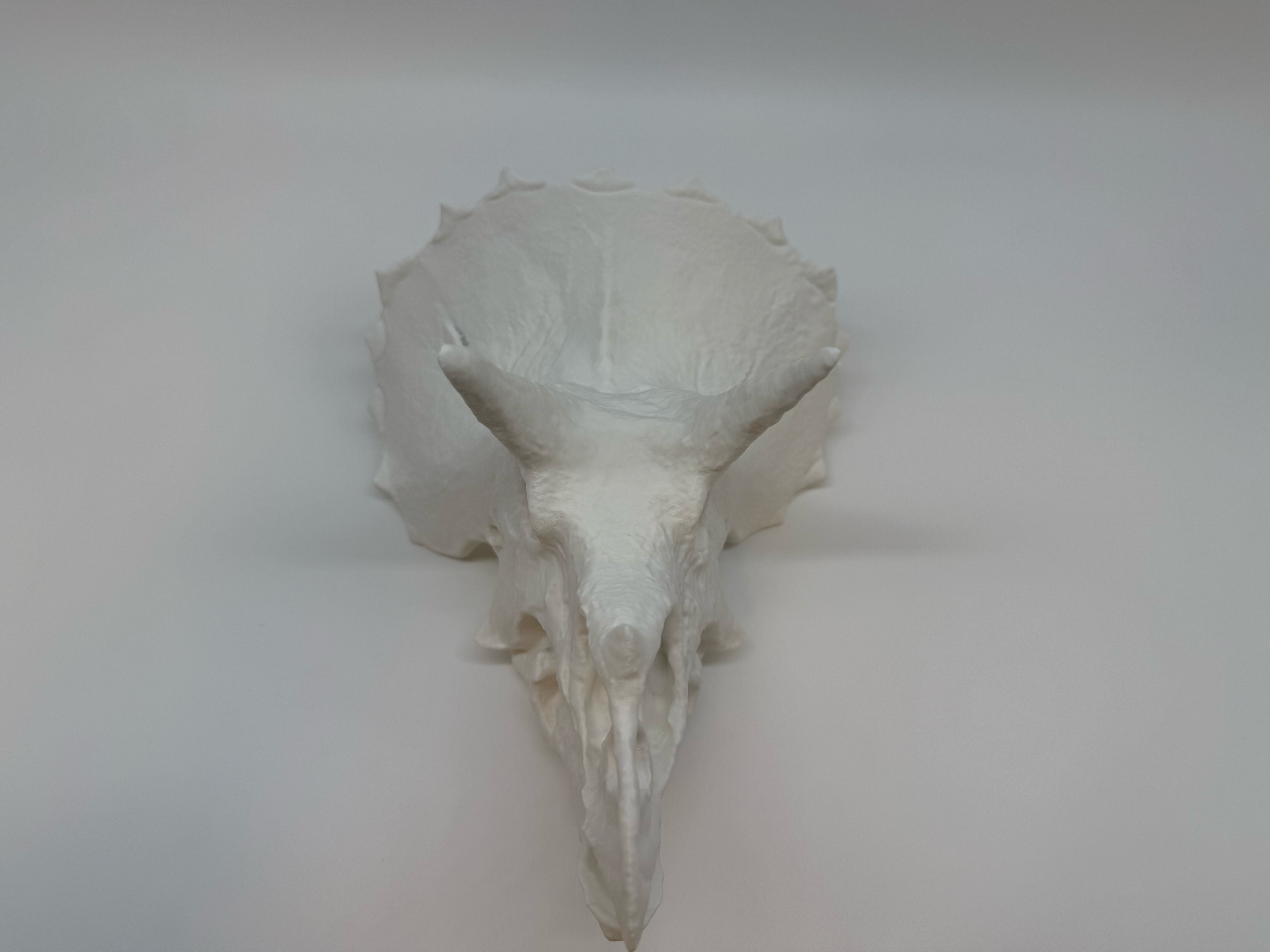 Triceratops Skull - Premium Quality