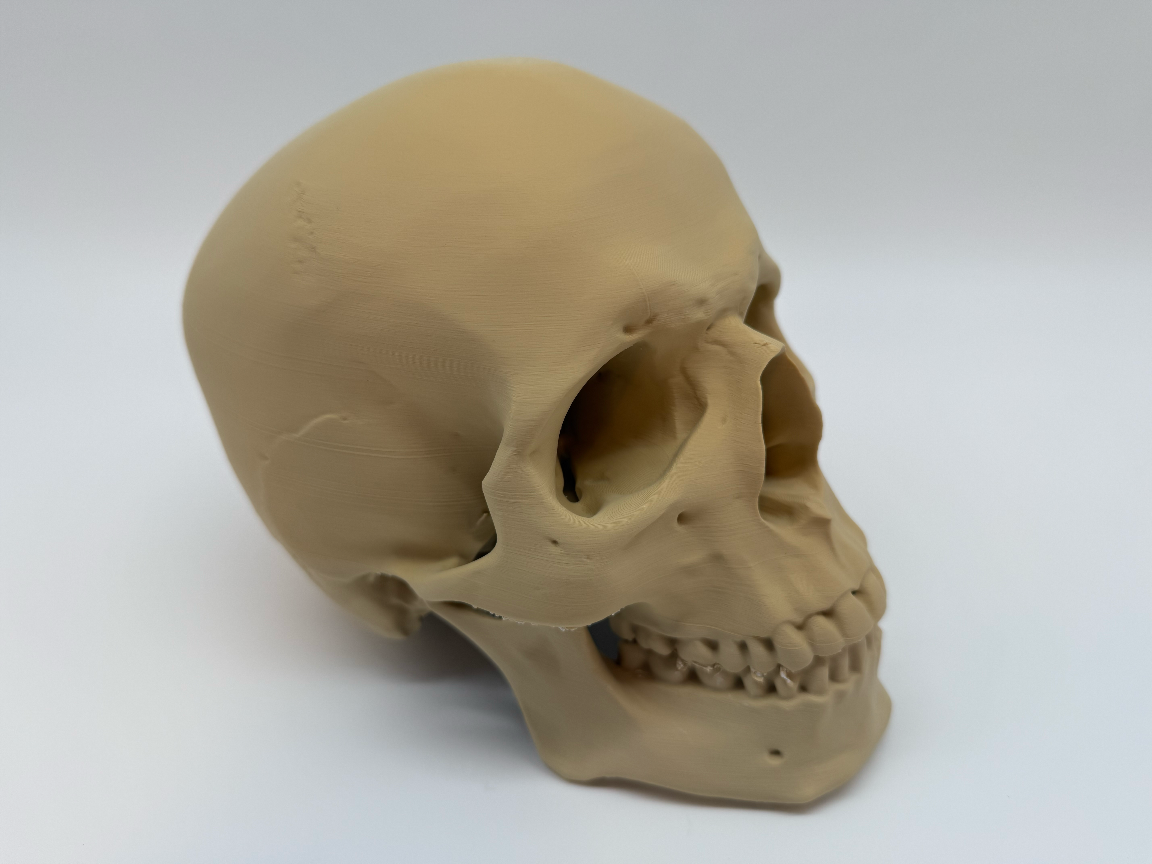 Menselijke Schedel Op Ware Grootte - Premium Quality